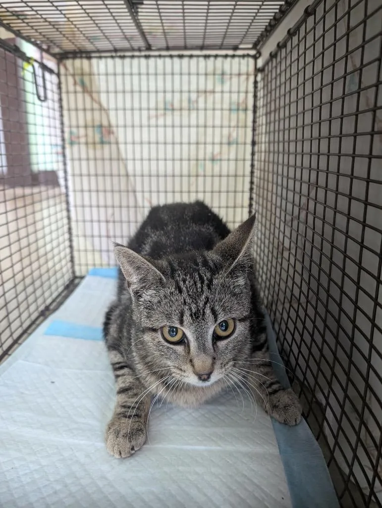 A young medium-sized female Domestic Short Hair cat named Sharon Feral for adoption in New Braunfels, TX