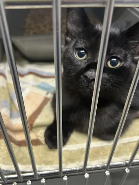 A baby small-sized male Black Domestic Short Hair cat named Toto for adoption in Muskegon, MI