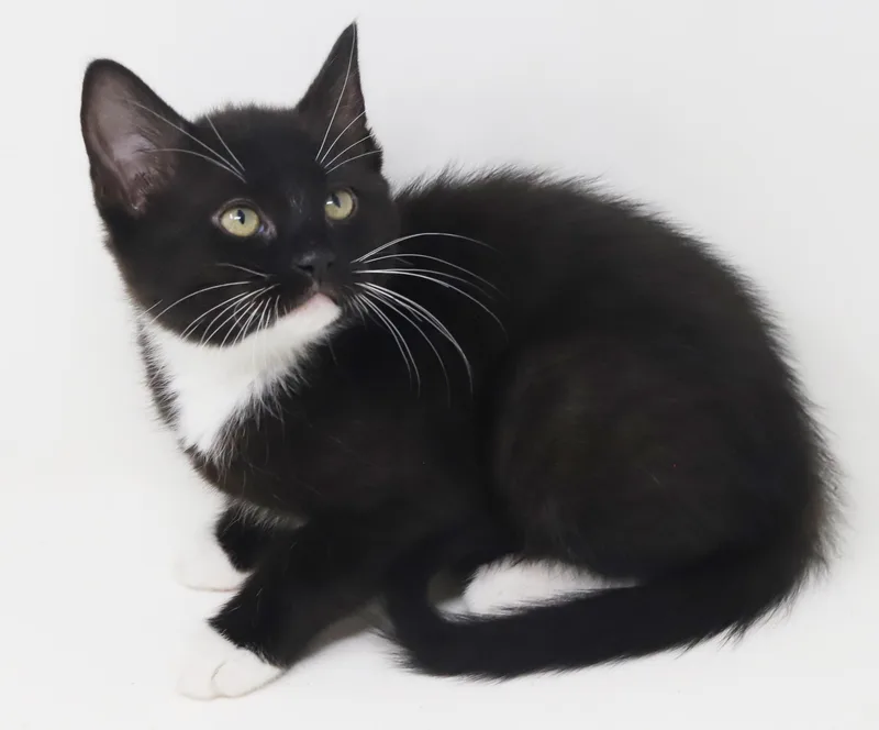 Strudel Is Scrumptious!  thumbnail 3