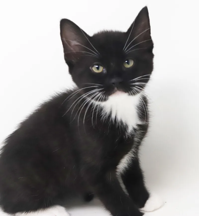 Strudel Is Scrumptious!  thumbnail 4