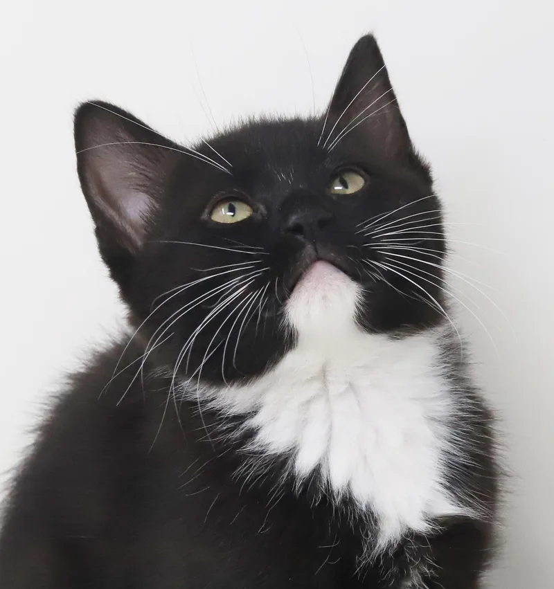 Strudel Is Scrumptious!  thumbnail 5