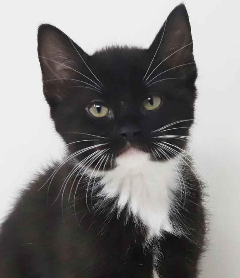 Strudel Is Scrumptious!  thumbnail 6