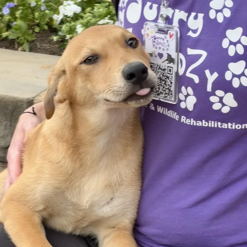 Johnny Lee thumbnail 2