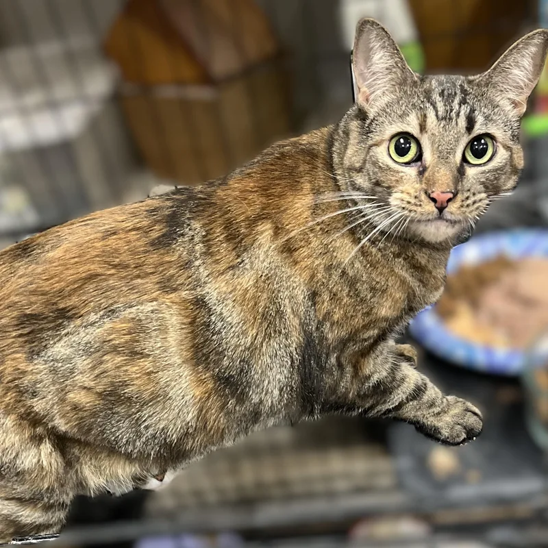 An adult large-sized female Dilute Tortoiseshell cat named Zoe for adoption in Shingletown, CA