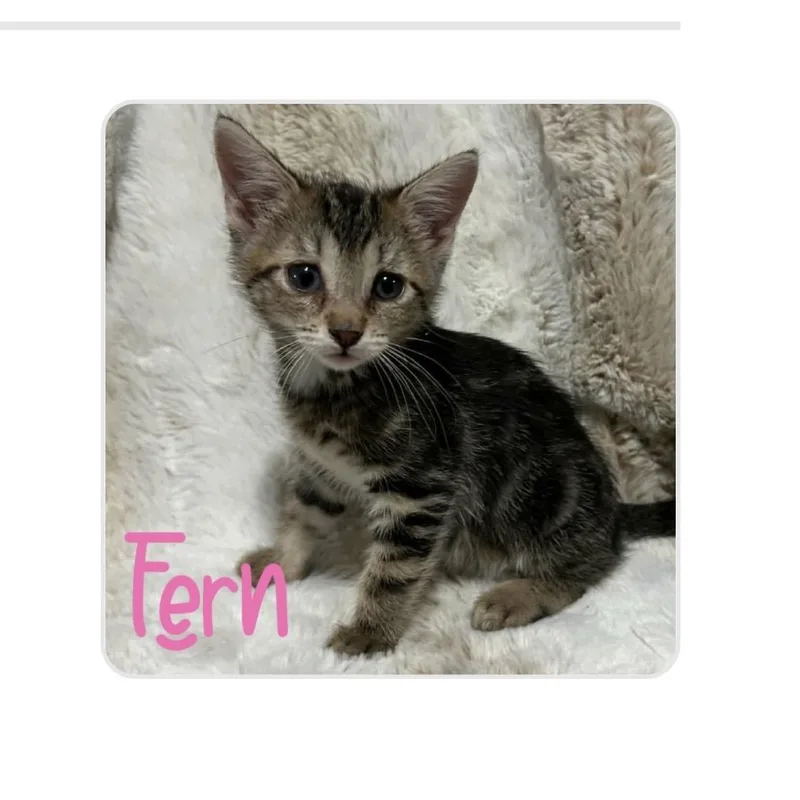 A baby medium-sized female Tabby (Gray / Blue / Silver) Domestic Short Hair cat named Fern for adoption in White Lake, MI