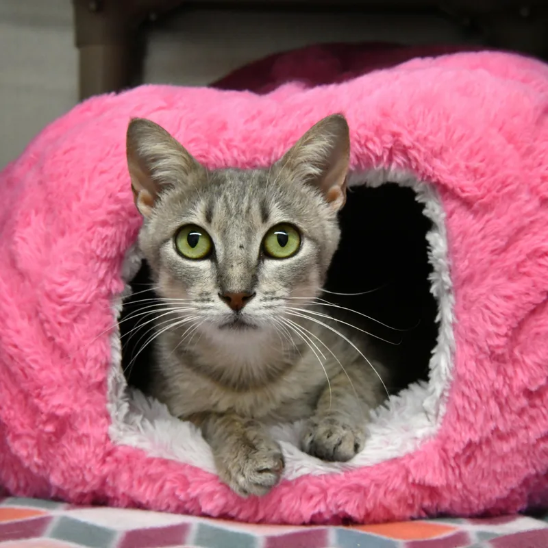 A young medium-sized female Tabby (Gray / Blue / Silver) Domestic Short Hair cat named Tori for adoption in Fairhope, AL