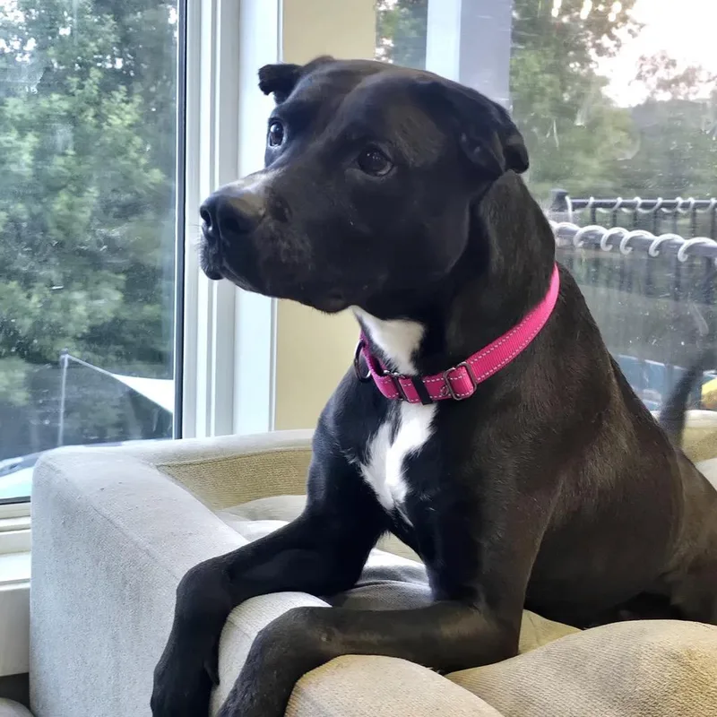 An adult large-sized female Black Pit Bull Terrier dog named Molly for adoption in Rochester, MN