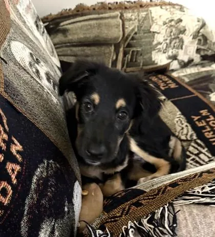 A baby small-sized female Labrador Retriever dog named Addi for adoption in Washington, DC