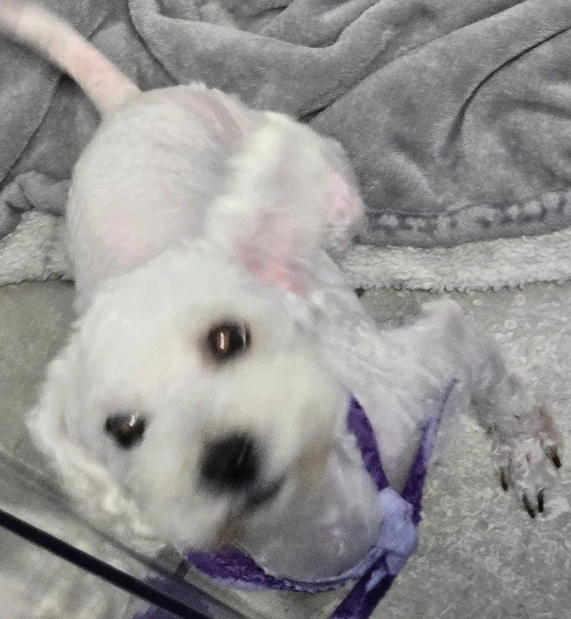 An adult small-sized male Standard Poodle dog named Hansel for adoption in Oakland Park, FL
