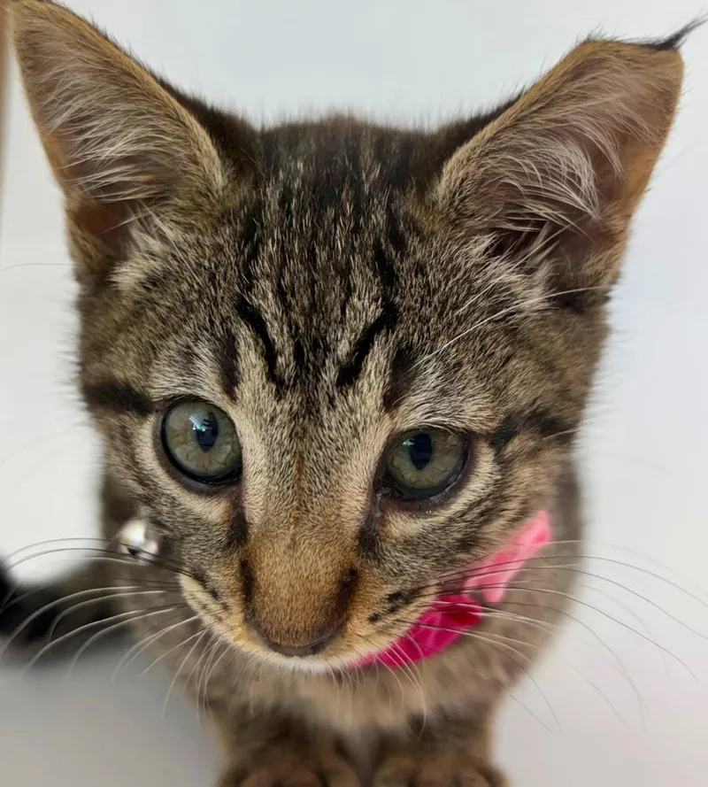 A baby medium-sized female Tabby (Brown / Chocolate) Tabby cat named Trill for adoption in Pasco, WA