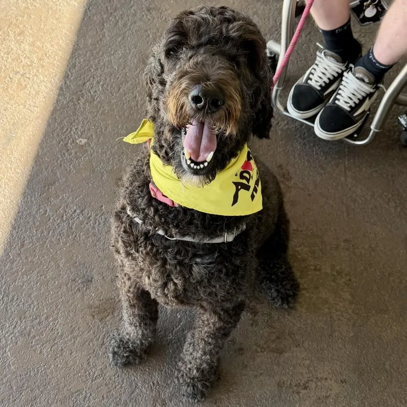 An adult medium-sized male Black Poodle dog named Finn for adoption in Sonoma, CA