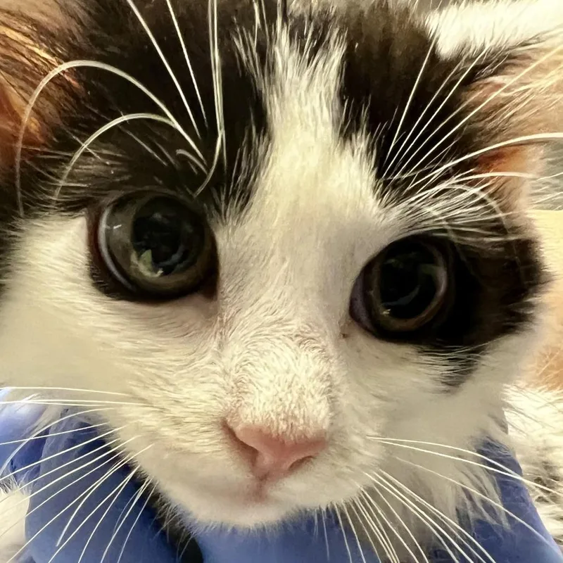 A baby small-sized female Black Domestic Short Hair cat named Marsha for adoption in Franklin, NC