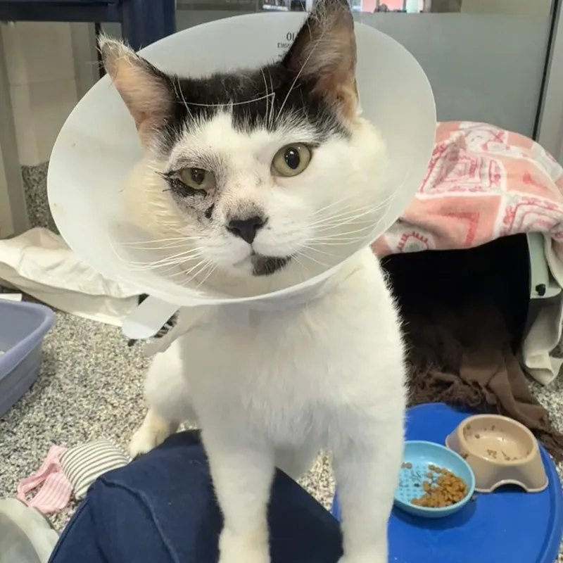 An adult large-sized male Black Domestic Short Hair cat named Bynx for adoption in Fairport, NY