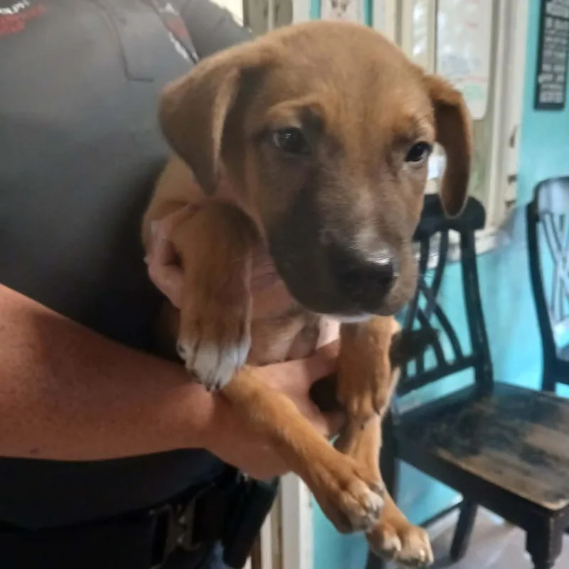 A baby small-sized male Brown / Chocolate Shepherd dog named Frogger for adoption in Stephenville, TX