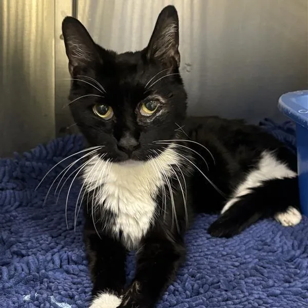 A senior medium-sized male Black & White / Tuxedo Domestic Short Hair cat named Socks for adoption in Prince Frederick, MD