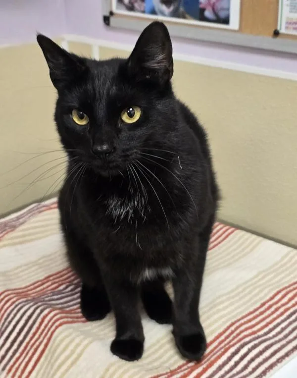 An adult medium-sized female Domestic Short Hair cat named Nora for adoption in Vancouver, WA