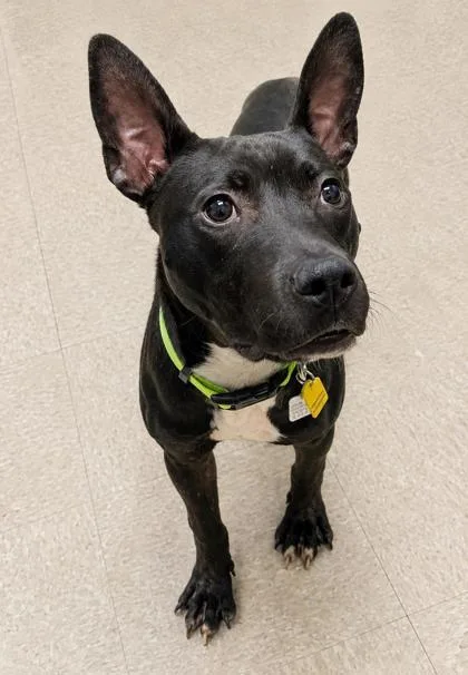 A young medium-sized male Black Mixed Breed dog named Gumby for adoption in Hamilton, OH
