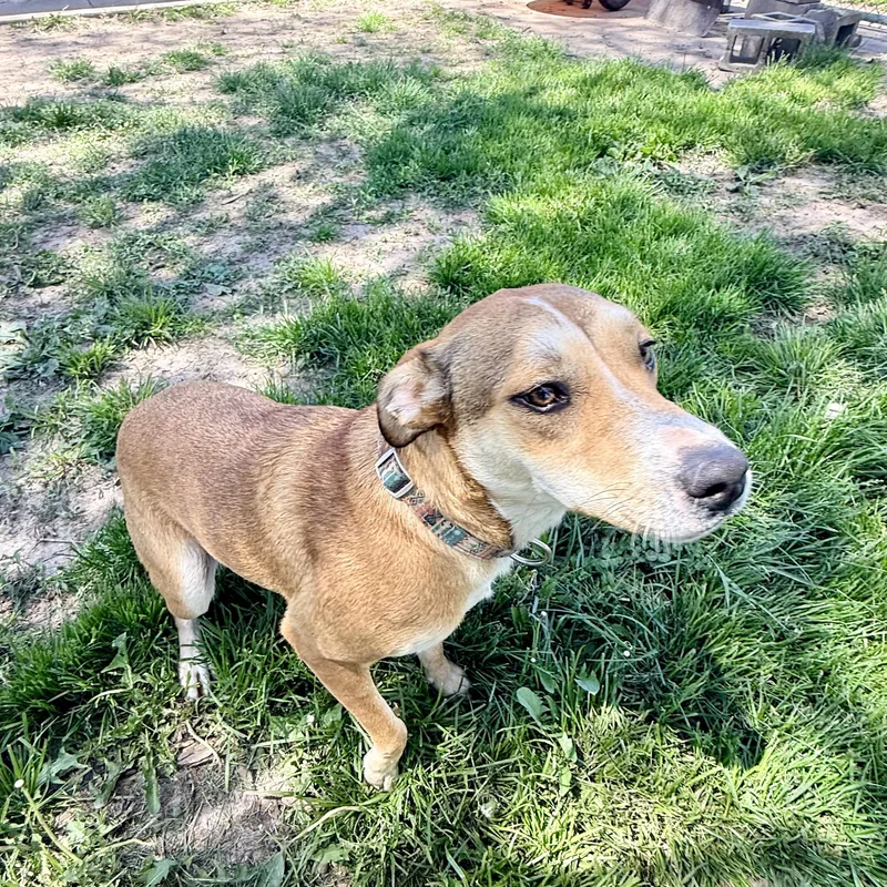 A young medium-sized female Apricot / Beige Mixed Breed dog named Hazel for adoption in Albany, MO