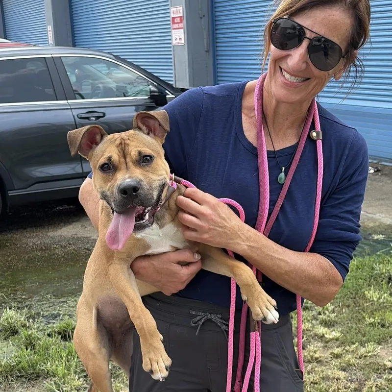 A young small-sized female Brown / Chocolate Pit Bull Terrier dog named Butterscotch for adoption in Newark, NJ