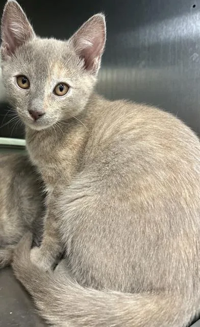 A baby small-sized female Domestic Short Hair cat named Gollum for adoption in Santa Cruz, CA