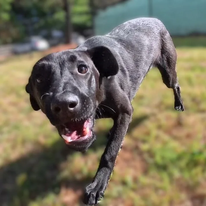 Puppy:  Shredder thumbnail 4