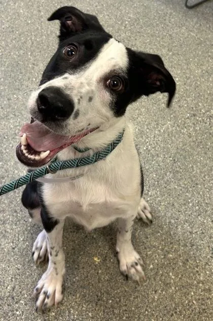 An adult large-sized male Mixed Breed dog named Zeke for adoption in Kansas City, MO