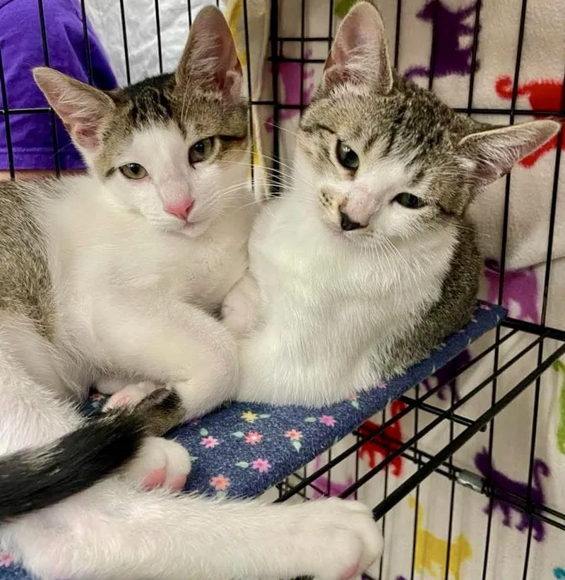 A young medium-sized male Tabby (Buff / Tan / Fawn) Abyssinian cat named Cashew And Hazel for adoption in Vacaville, CA