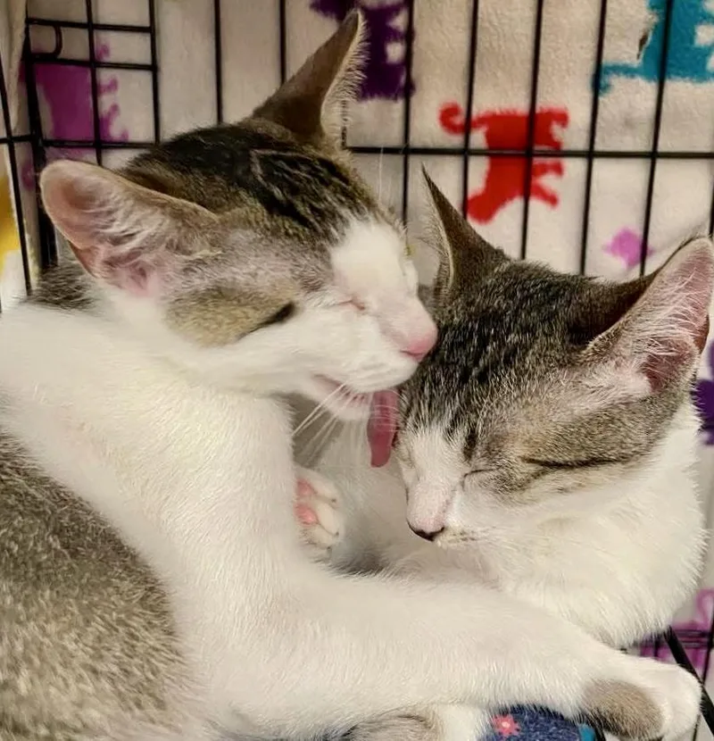 Cashew And Hazel thumbnail 3