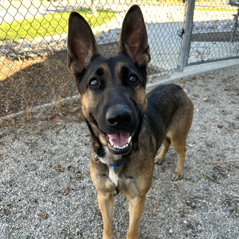 A young large-sized female German Shepherd Dog dog named Stella for adoption in Lindon, UT