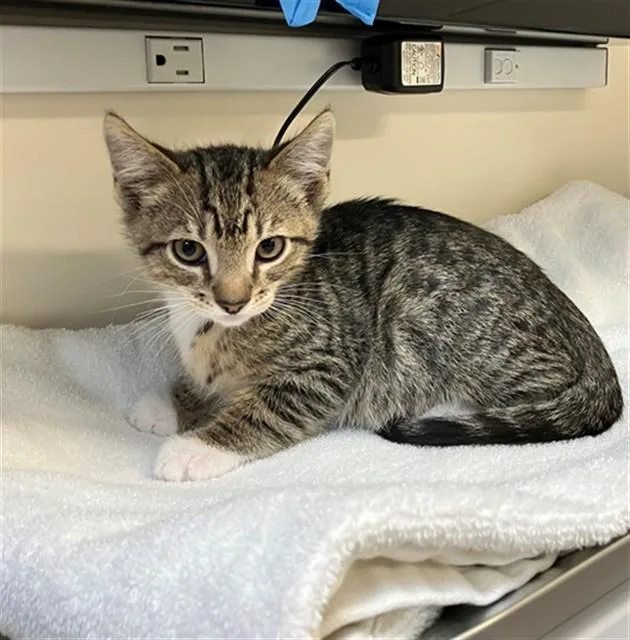A baby small-sized male Domestic Short Hair cat named Ernest for adoption in San Luis Obispo, CA