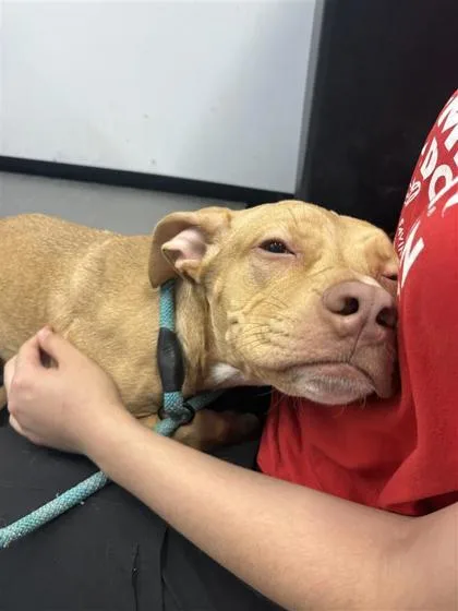 An adult medium-sized female Mixed Breed dog named Sunfire for adoption in West Chester, PA