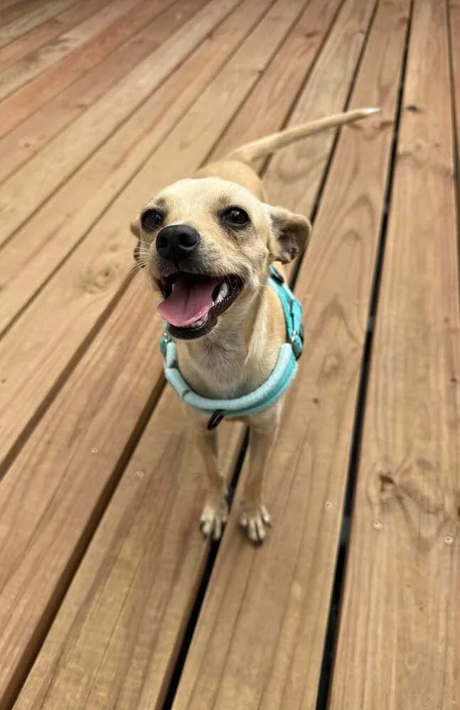 A young small-sized female Chihuahua dog named Orphan Annie for adoption in Parker, CO