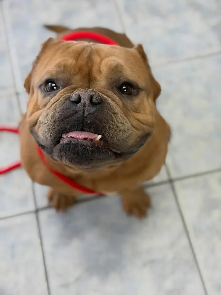 An adult medium-sized male Bulldog dog named Travis for adoption in Las Vegas, NV