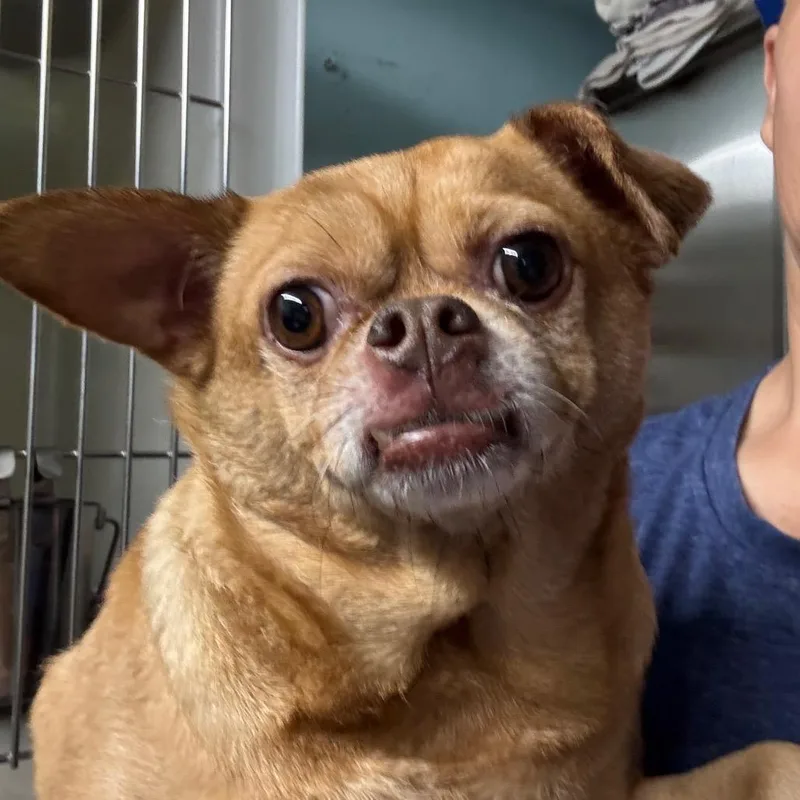 An adult small-sized male Red / Chestnut / Orange Chihuahua dog named Coco Puff for adoption in North Port, FL