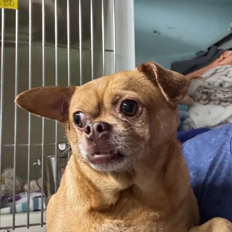 Coco Puff thumbnail 2