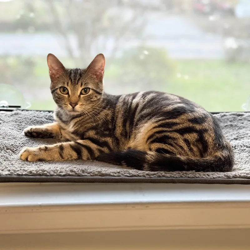 A baby medium-sized male Tabby (Buff / Tan / Fawn) Domestic Short Hair cat named Tucker for adoption in Richmond, VA