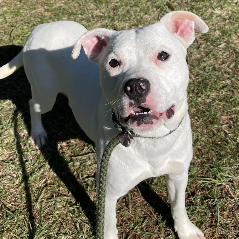 An adult medium-sized female White / Cream Pit Bull Terrier dog named Velcro for adoption in Allegan, MI