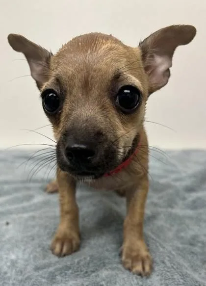 A young small-sized female Chihuahua dog named Glory for adoption in Phoenix, AZ