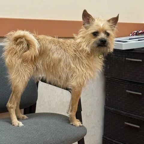 An adult small-sized male Yellow / Tan / Blond / Fawn Wirehaired Terrier dog named Willy for adoption in Charlton, NY