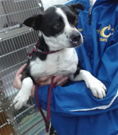 An adult medium-sized female Boston Terrier dog named Chubella for adoption in Salinas, CA