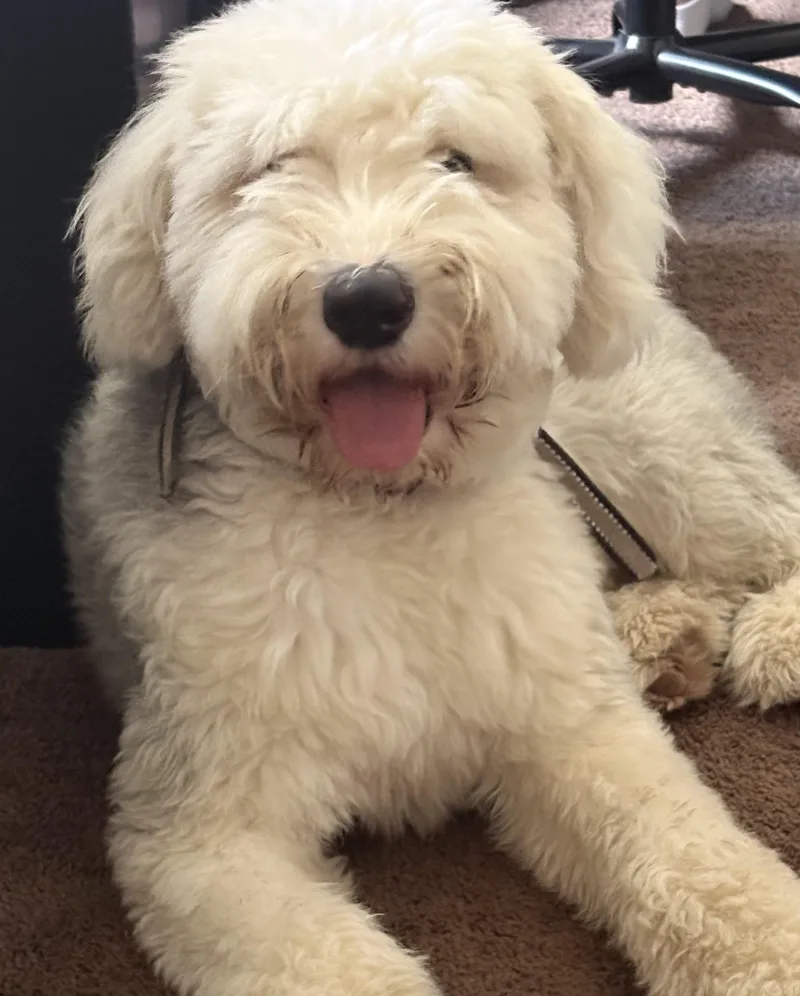 An adult large-sized male White / Cream Old English Sheepdog dog named Wes for adoption in Jeffersonville, IN