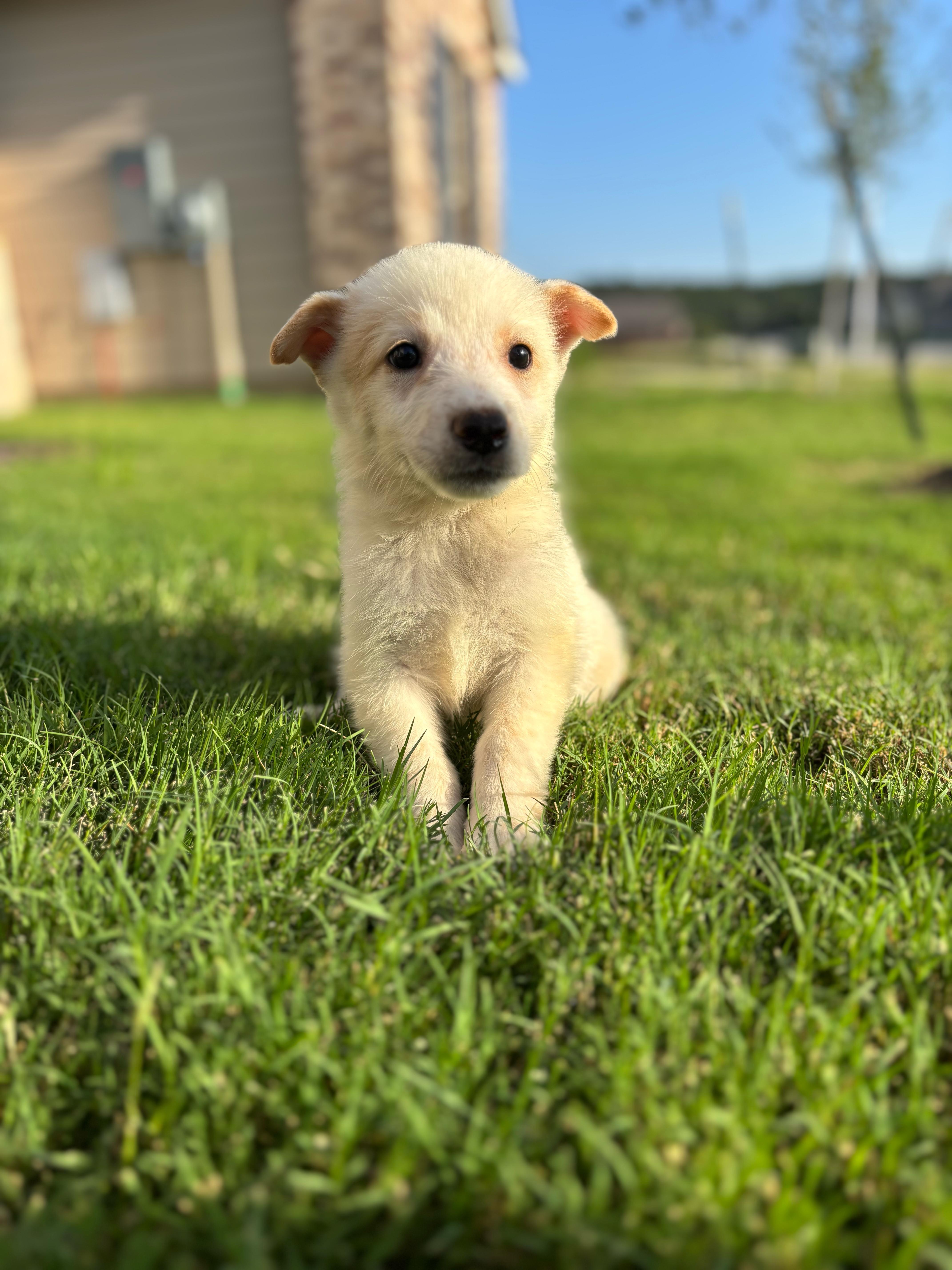 A baby medium-sized female Cattle Dog dog named Sophie for adoption in Pflugerville, TX