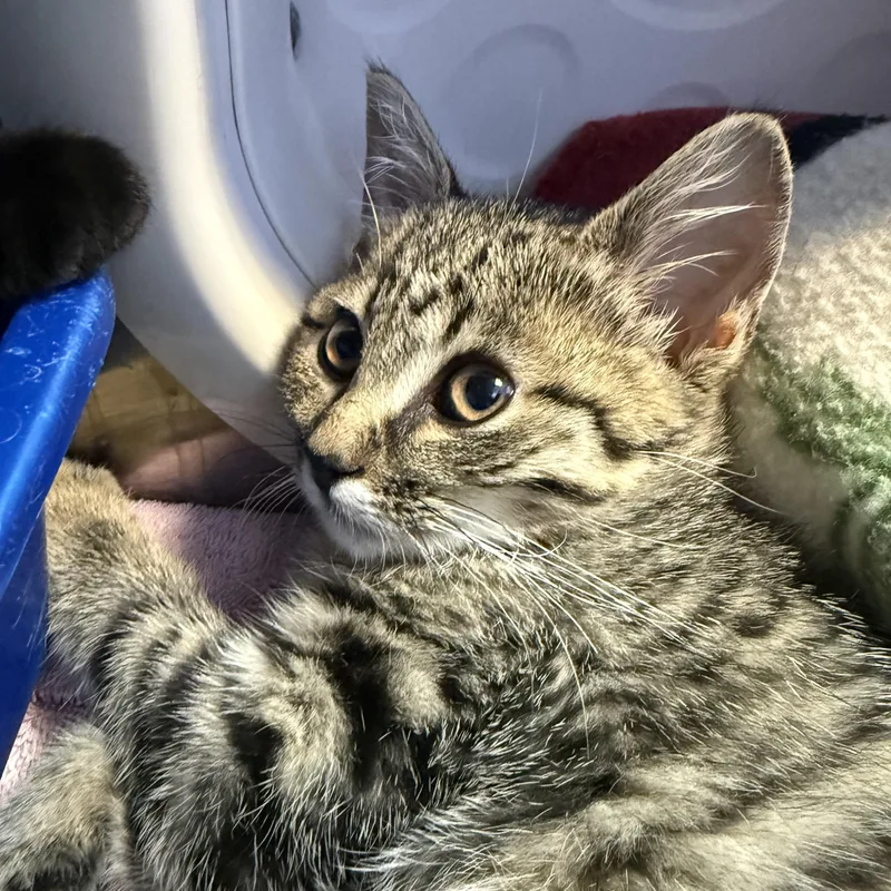 A young medium-sized female Tabby (Brown / Chocolate) Domestic Short Hair cat named Got Milk for adoption in Brookings, SD