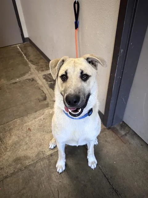 An adult large-sized male German Shepherd Dog dog named Dug for adoption in Ontario, CA