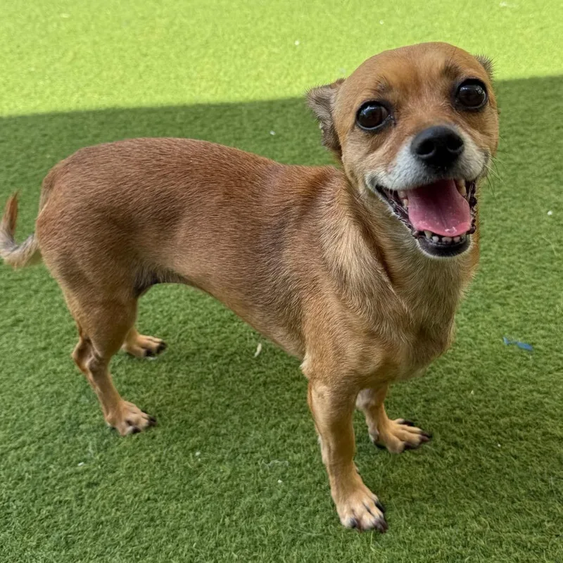 An adult small-sized female Pug dog named Mindy for adoption in LOXAHATCHEE, FL