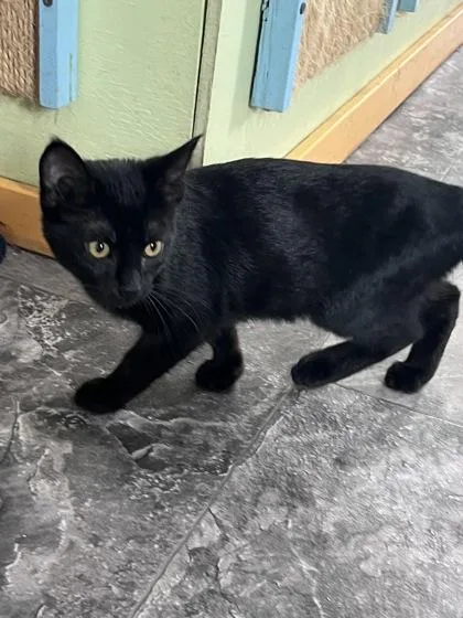 A baby small-sized female Domestic Short Hair cat named Honeybun for adoption in Houston, TX