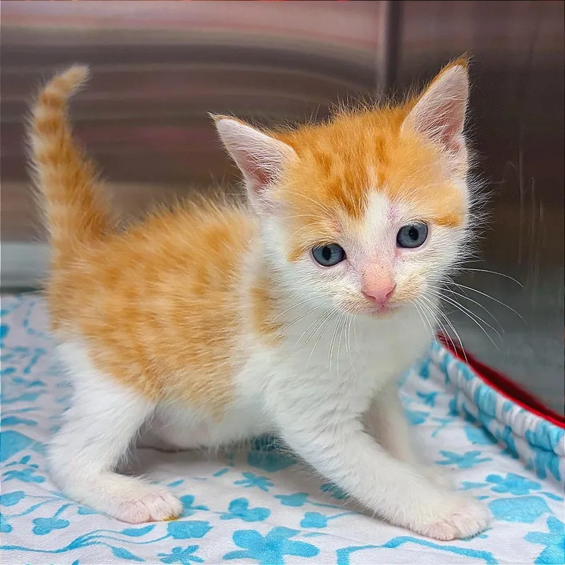 A baby small-sized female White Domestic Medium Hair cat named Coconana for adoption in Hannibal, MO
