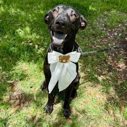 An adult medium-sized female Black American Staffordshire Terrier dog named Libby for adoption in Pittsburgh, PA