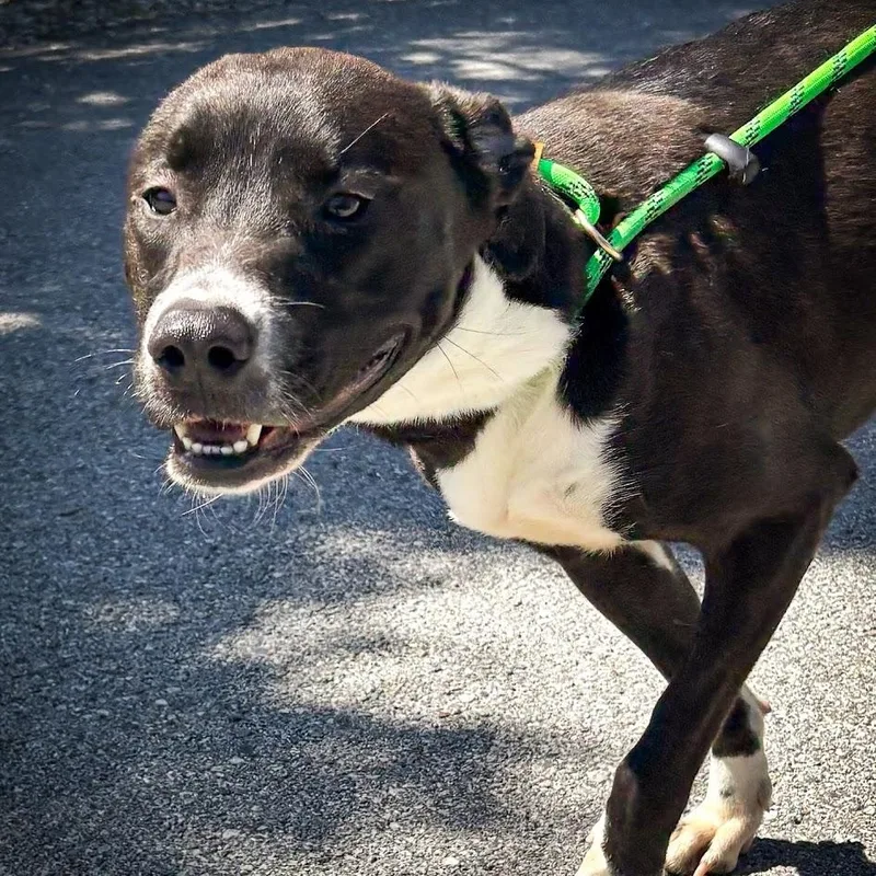 A young medium-sized female Black Labrador Retriever dog named Annika for adoption in Hollister, MO