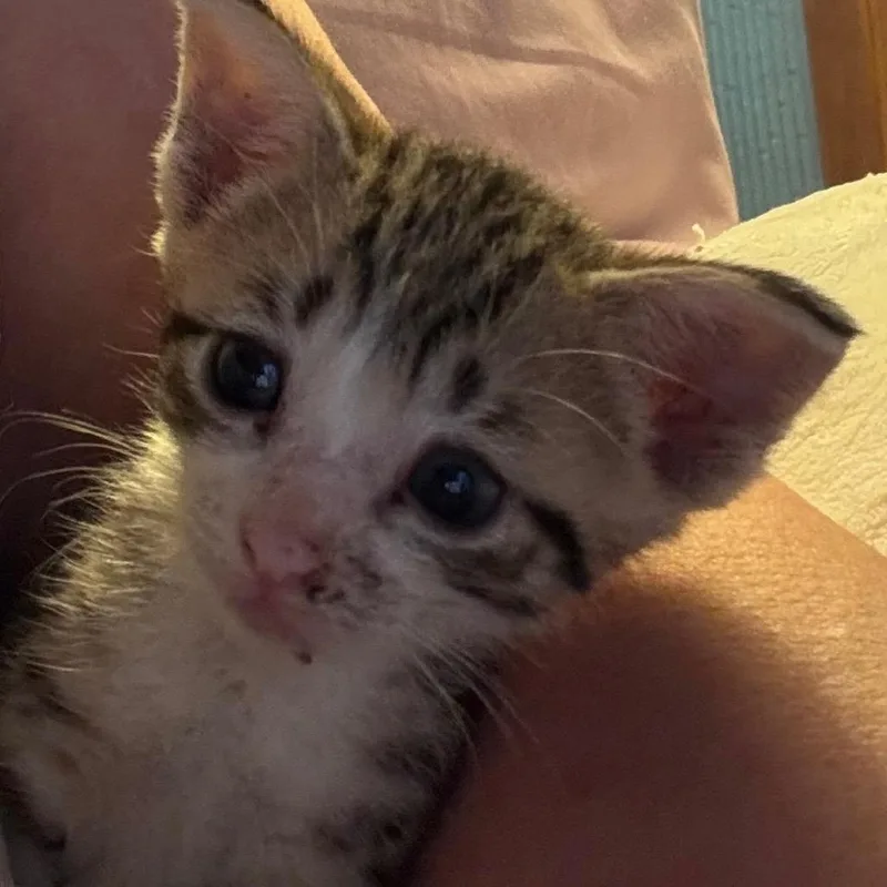 A baby small-sized female Gray / Blue / Silver Domestic Short Hair cat named Magic for adoption in Volcano, HI